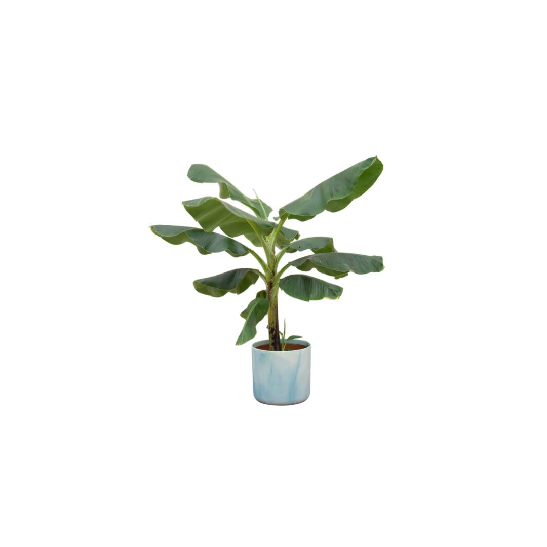 Combi deal - Bananenplant (Musa) inclusief Ocean Round atlantisch blauw Ø22 - 100 cm