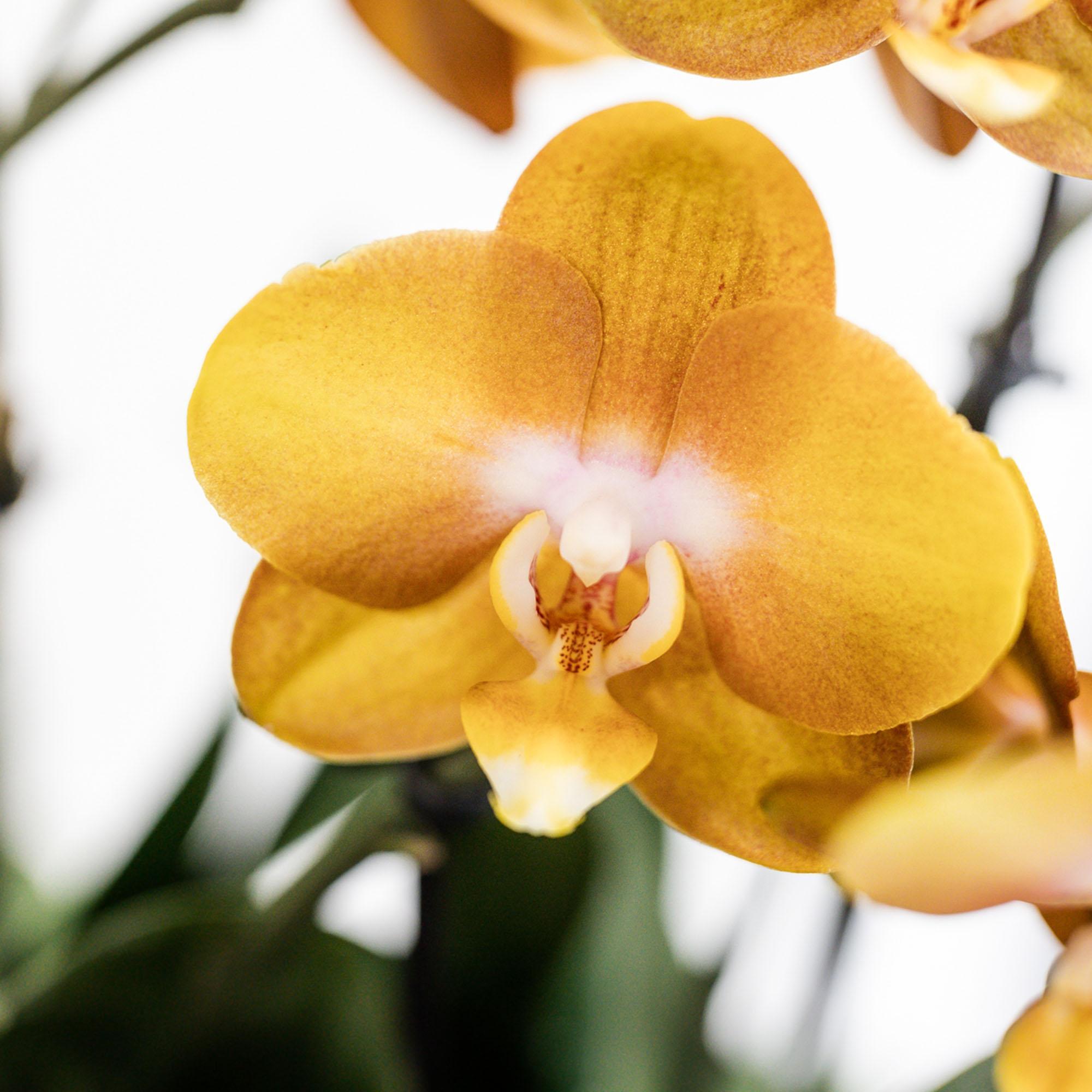 Kolibri Orchids | oranje orchideeënset in Reed Basket incl. waterreservoir | drie oranje orchideeën Las Vegas 12cm | Mono Bouquet oranje met zelfvoorzienend waterreservoir.