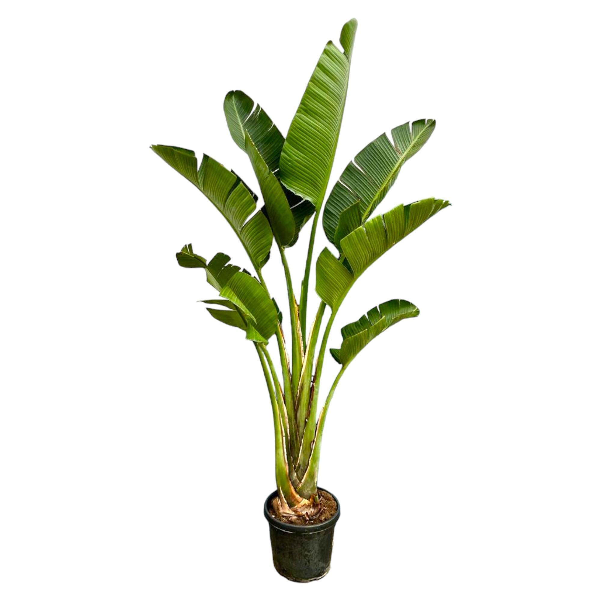 Strelitzia Augusta - 250cm - ⌀45