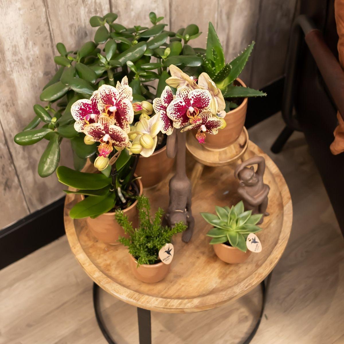 Kolibri Orchids | Geel rode Phalaenopsis orchidee - Spain + Glazed sierpot cognac - potmaat Ø9cm - 40 cm hoog | bloeiende kamerplant - vers van de kweker