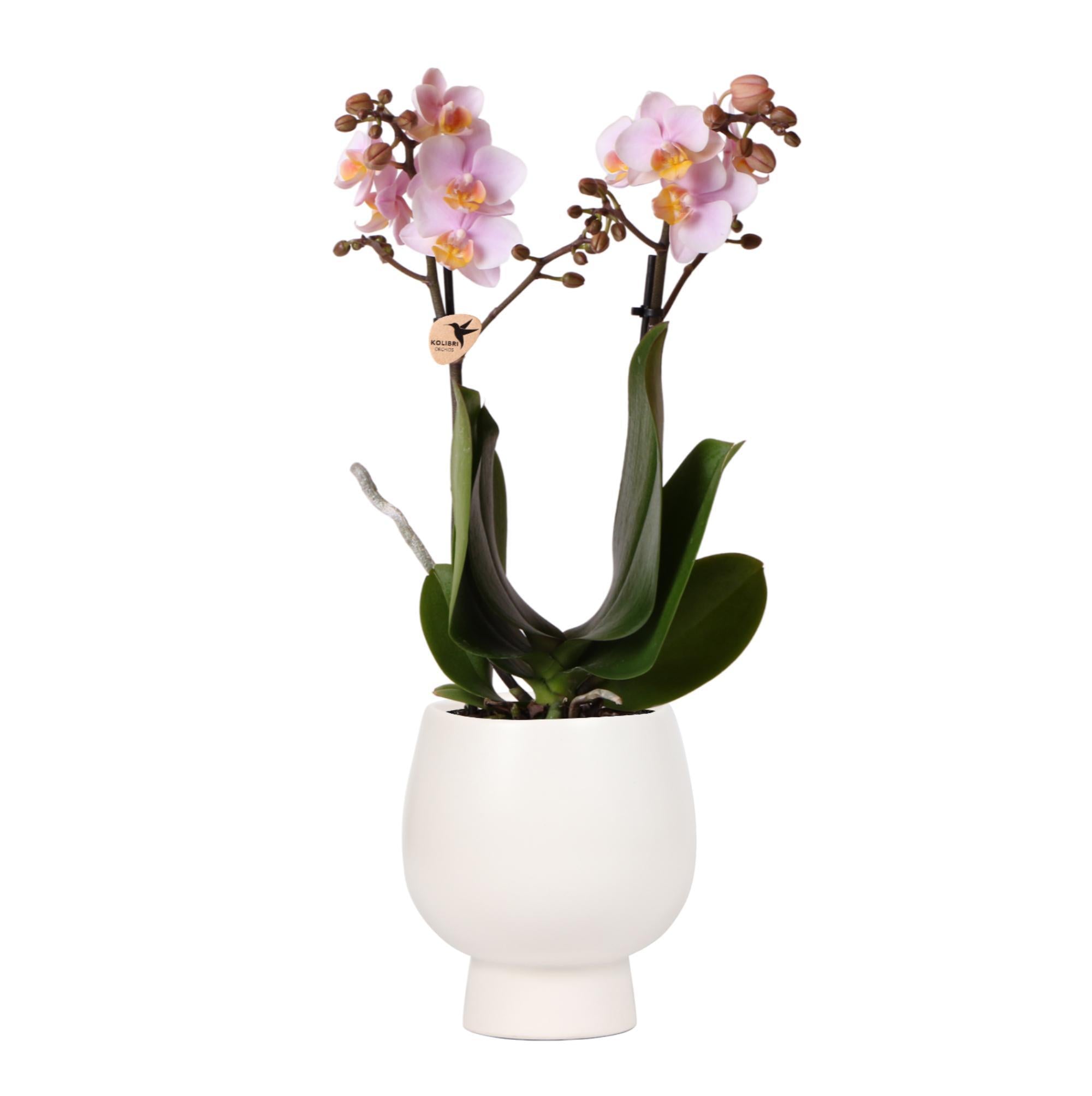 Kolibri Orchids | Roze Phalaenopsis orchidee – Andorra + Scandic sierpot wit – potmaat Ø9cm – 40cm hoog | bloeiende kamerplant in bloempot - vers van de kweker