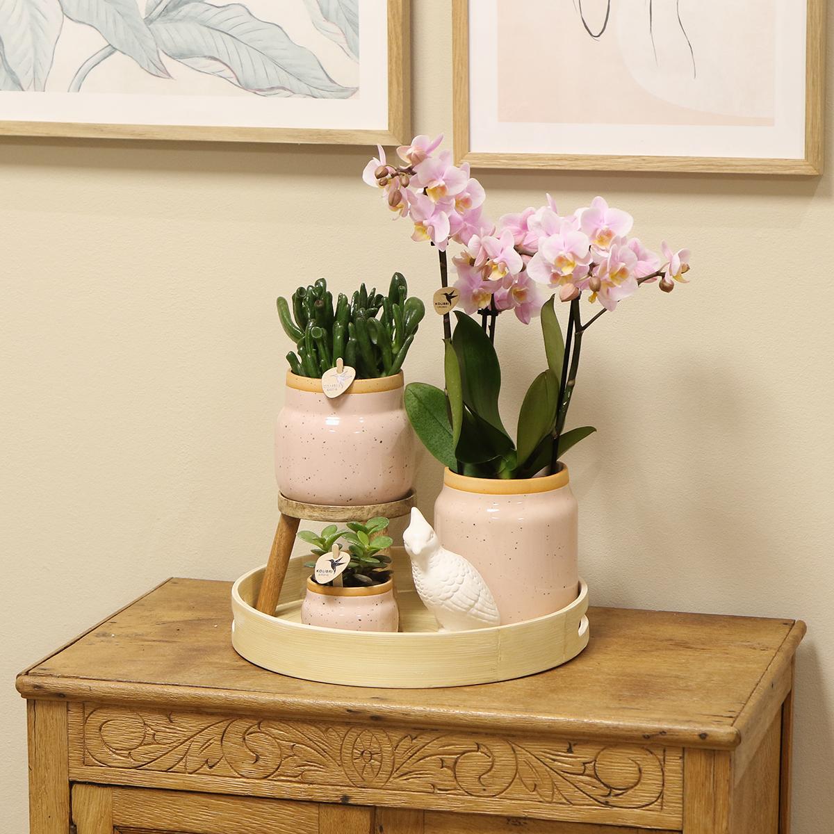 Kolibri Company | Gift set Love pink| Plantenset met roze Phalaenopsis Orchidee en Succulenten incl. keramieken sierpotten