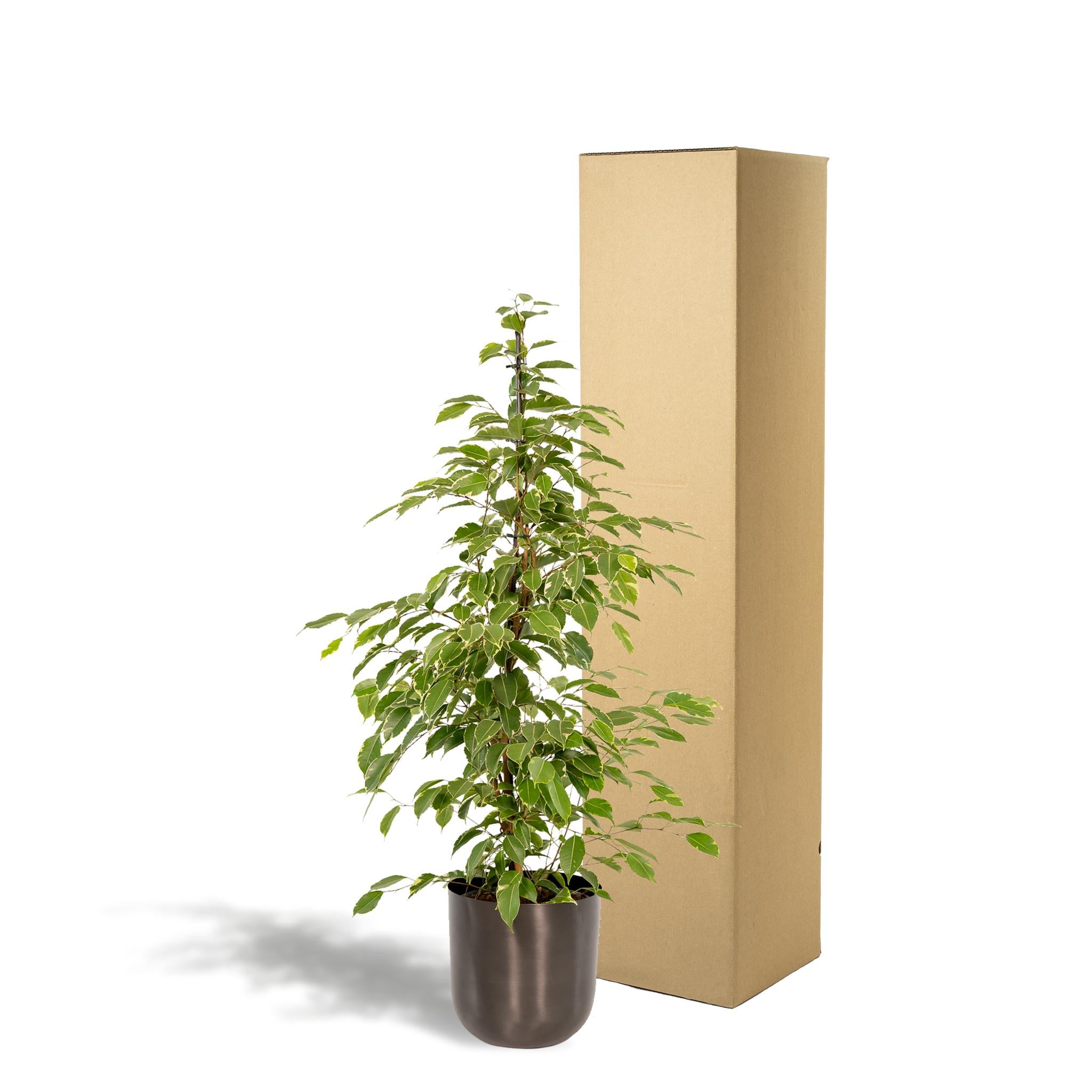 Ficus benjamina Goldenking - ↨95cm - Ø21cm + Pot Mayk Lead