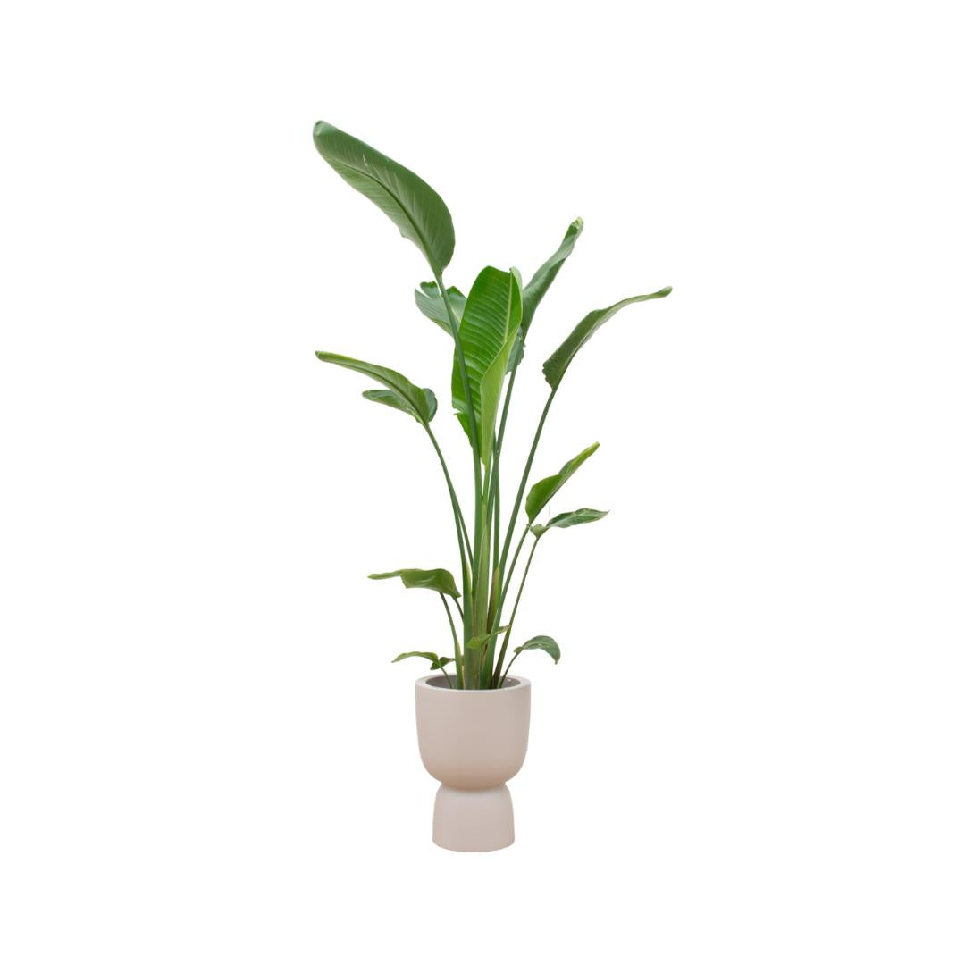 Combi deal - Strelitzia Augusta multi stam inclusief elho Pure Coupe beige Ø35 - 210 cm