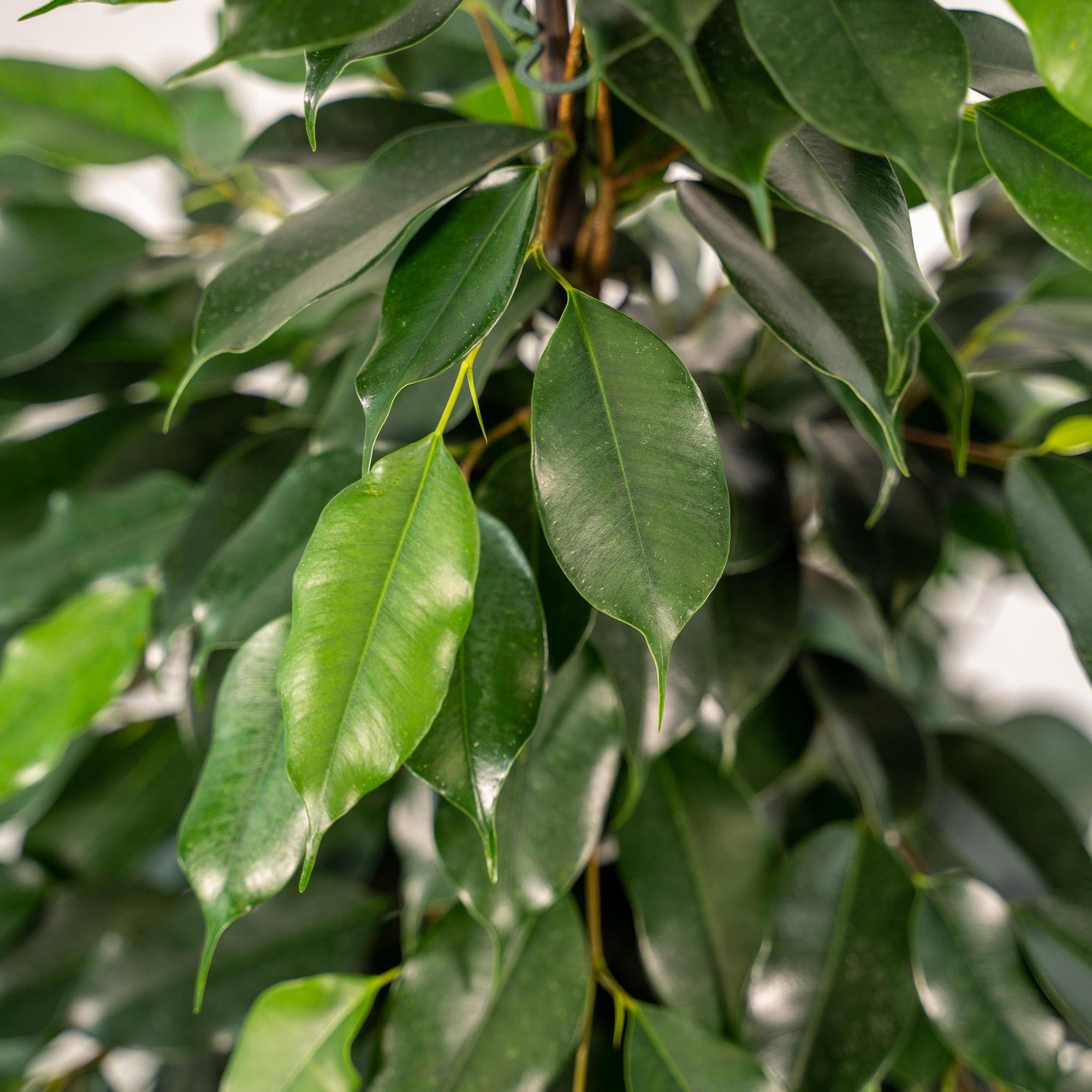 Ficus benjamina Danielle - ↨95cm - Ø21cm + Pot Mayk Lead