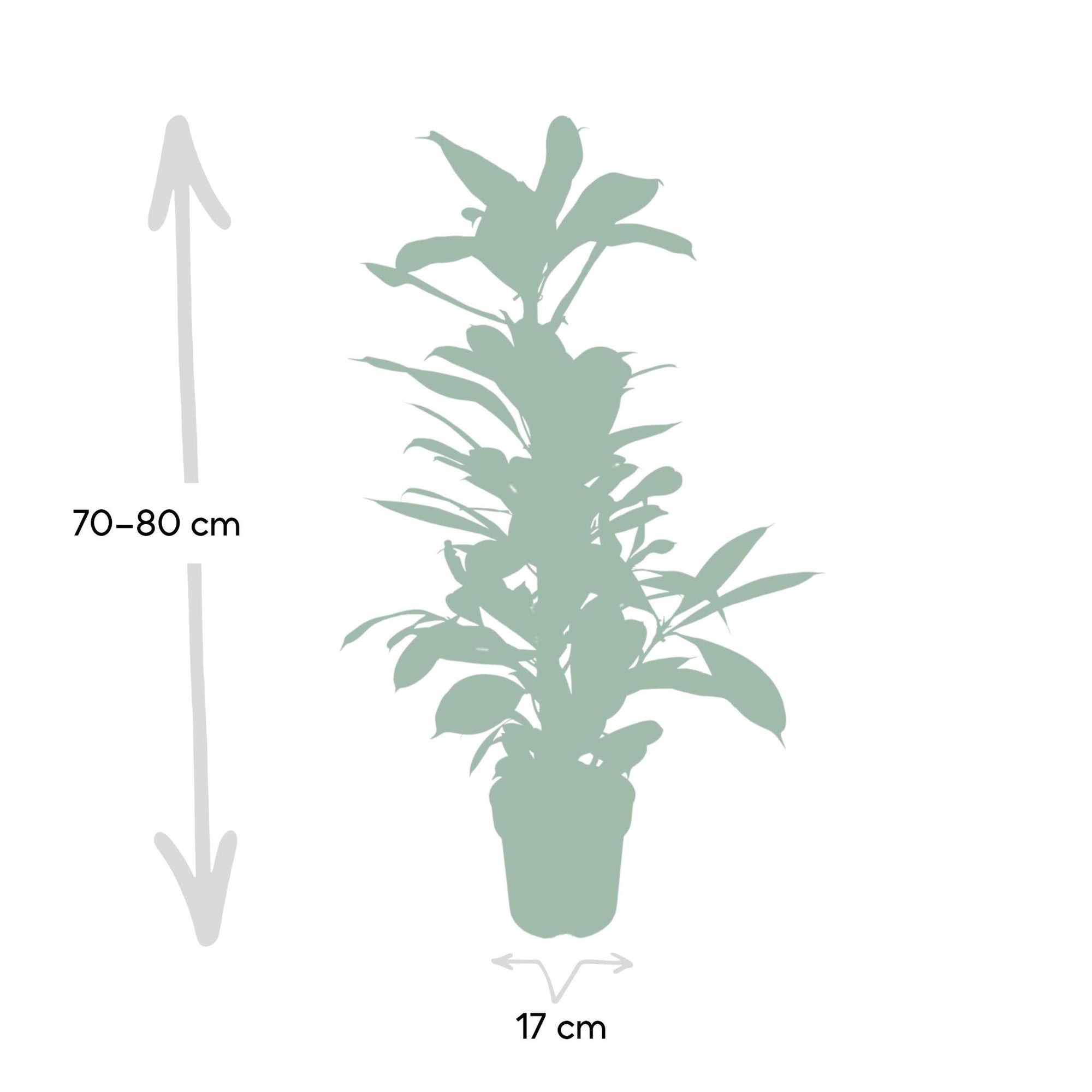 Ø17cm - ↕30cm