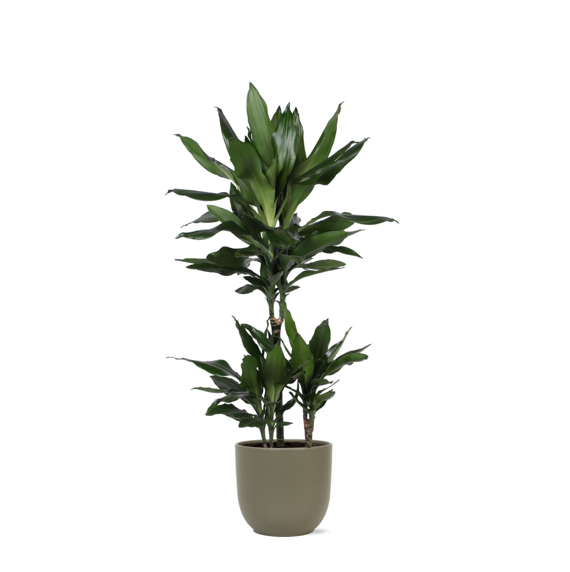 Dracaena Janet Lind Ø21cm - ↕90cm in Boule OLIJF pot