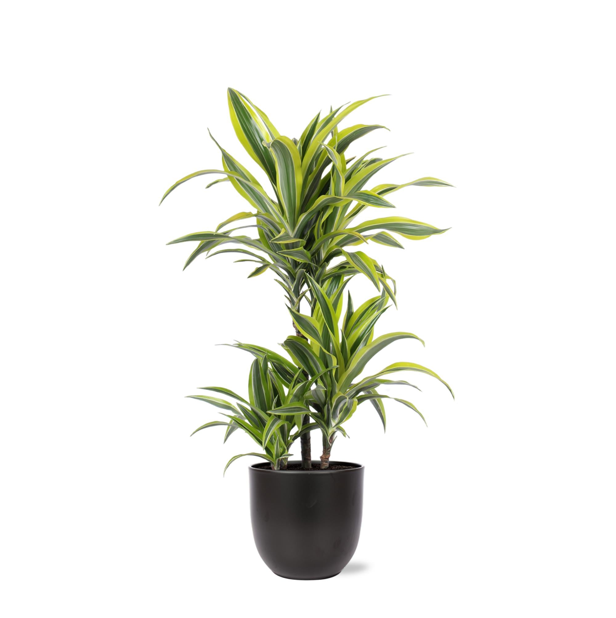 Dracaena Lemon Lime Ø21cm - ↕65cm in Boule ANTRACIET pot