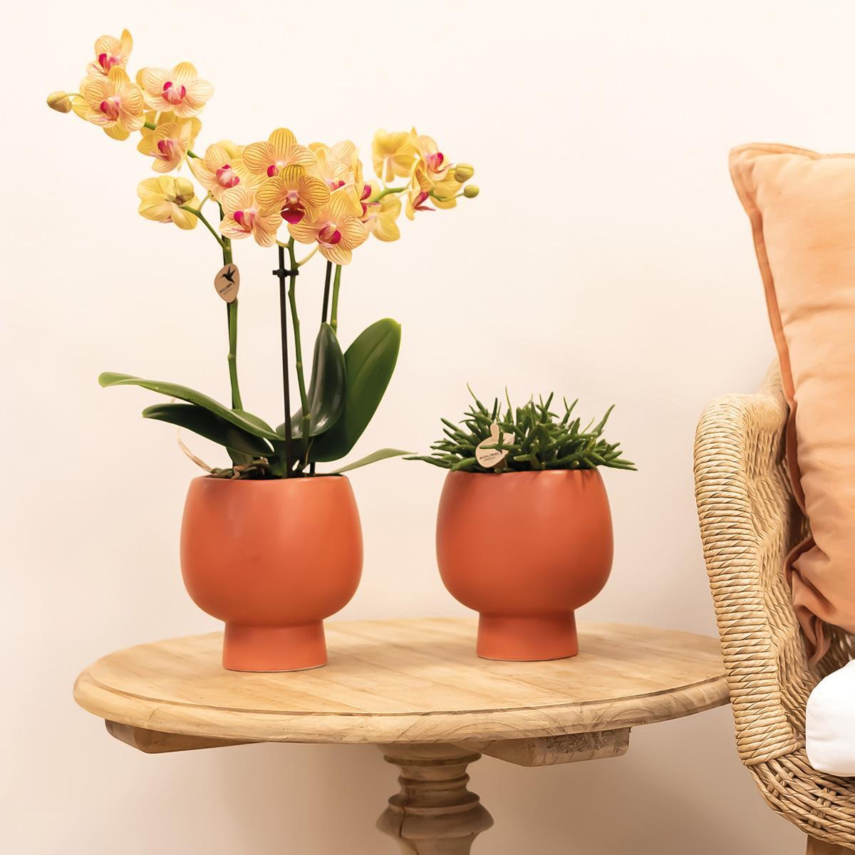 Kolibri Orchids | oranje Phalaenopsis orchidee - 35cm hoog - potmaat Ø9cm | bloeiende kamerplant - vers van de kweker