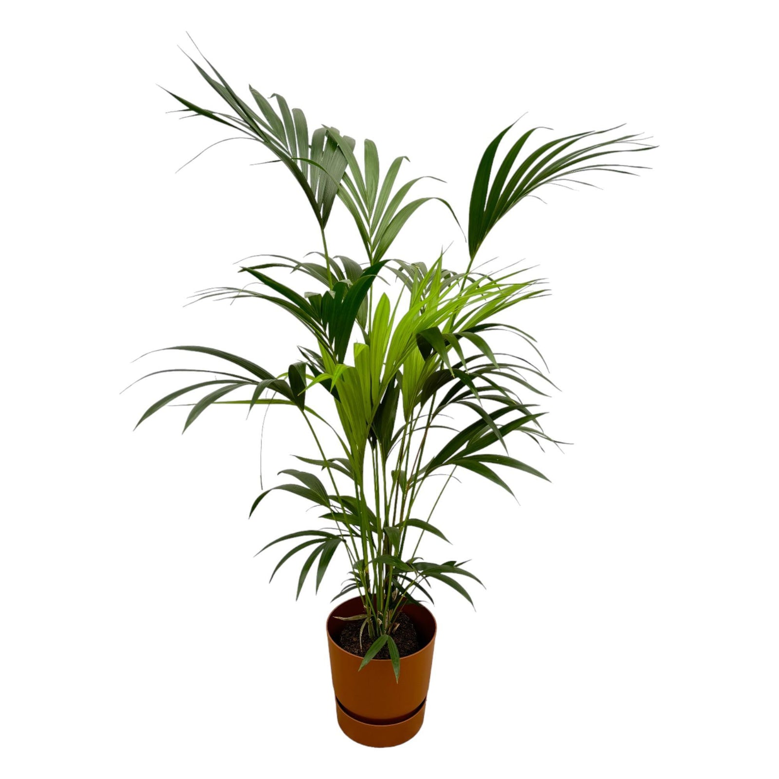 Kentia palm inclusief elho Greenville Round bruin - 160cm - Ø24