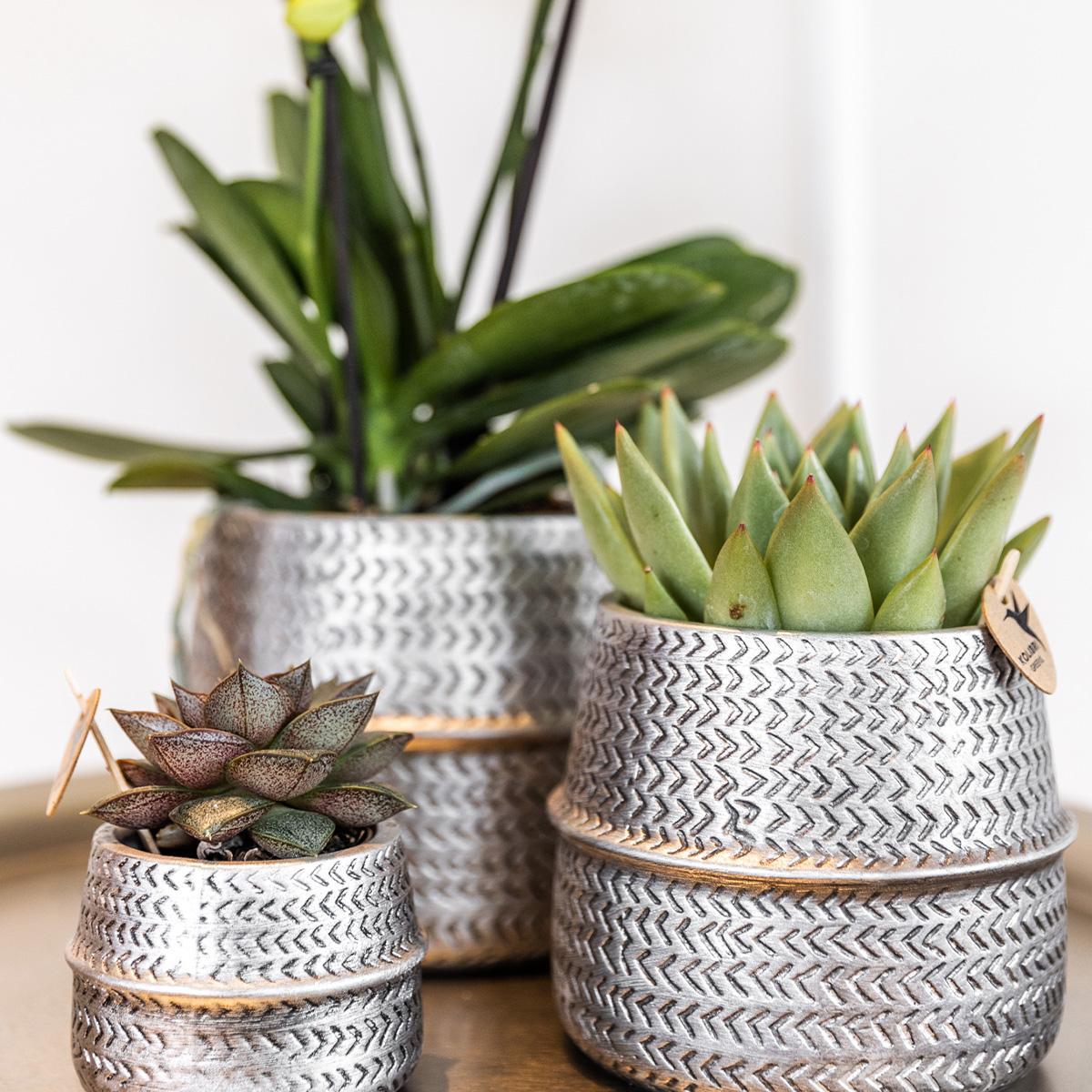 Kolibri Company - Planten set Groove zilver | Set met witte Phalaenopsis orchidee Amabilis Ø9cm en groene plant Succulent Crassula Ovata Ø6cm  | incl. zilver keramieken sierpotten