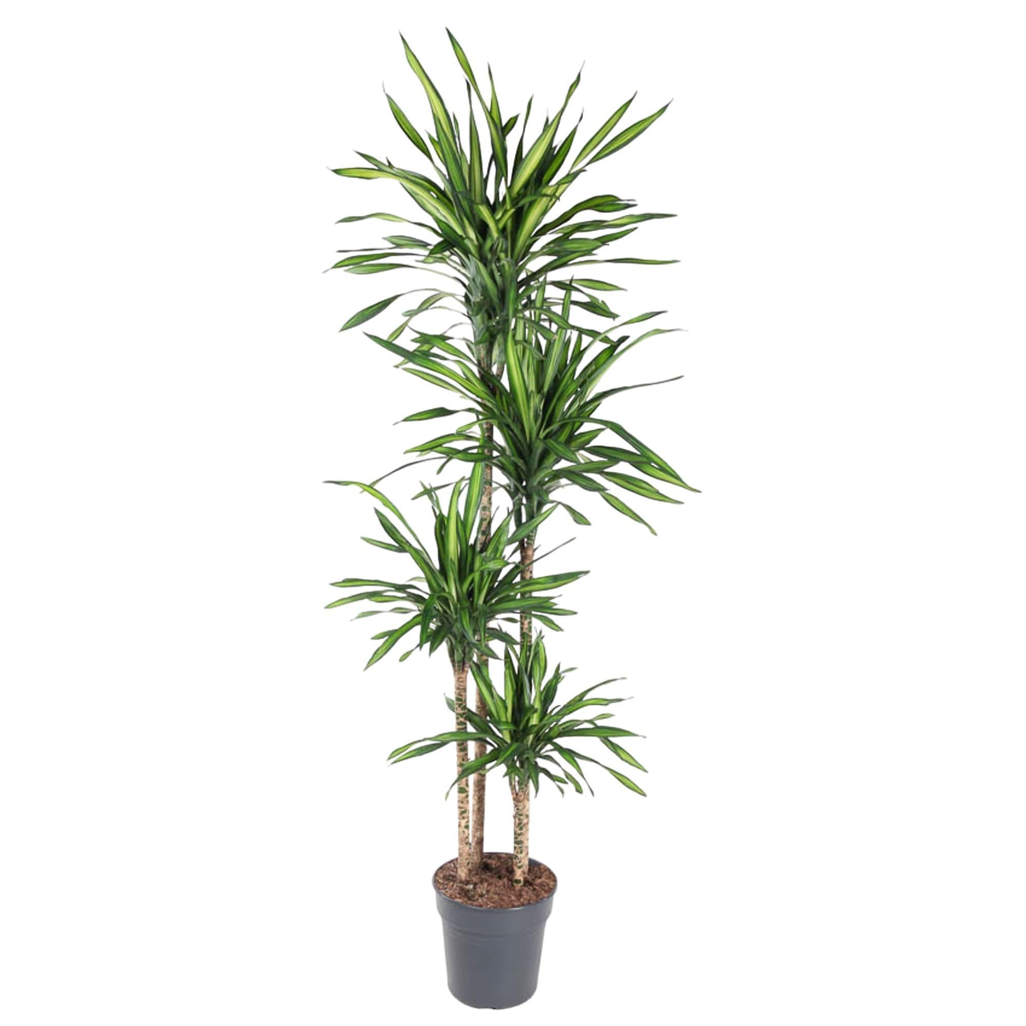 Dracaena Riki - 180 cm - ø27