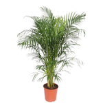 Dypsis Lutescens (Areca Palm) - 160 cm - ø30