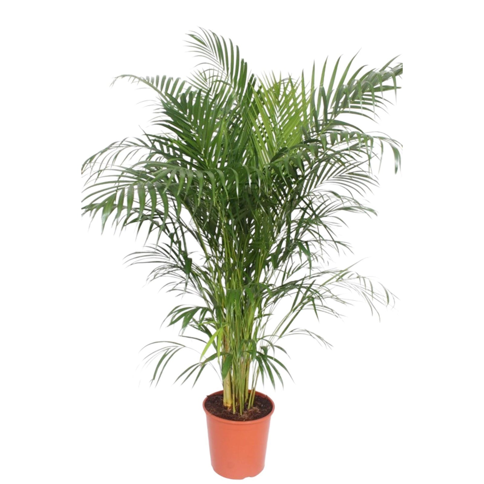 Dypsis Lutescens (Areca Palm) - 160 cm - ø30