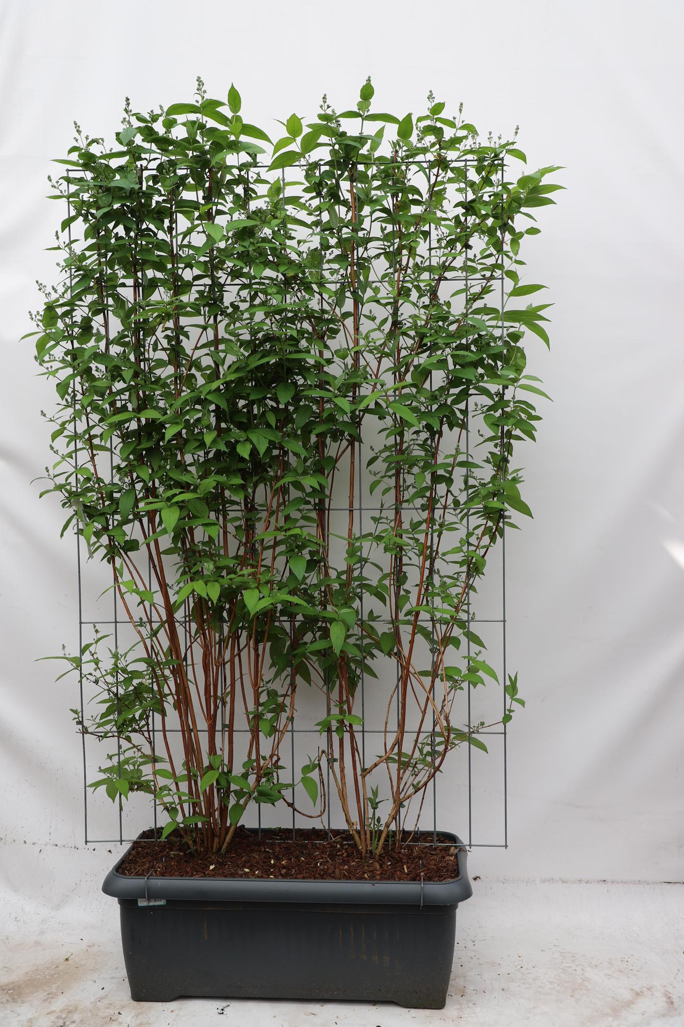 Deutzia magn. 'Nancy' - ↨180cm - 1 stuks